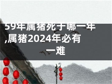 59年属猪死于哪一年,属猪2024年必有一难