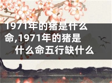 1971年的猪是什么命,1971年的猪是什么命五行缺什么