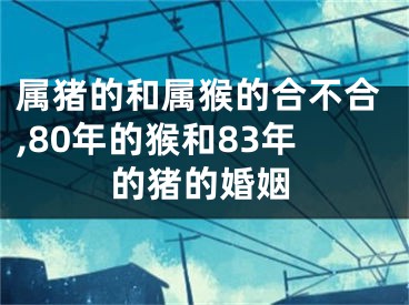 属猪的和属猴的合不合,80年的猴和83年的猪的婚姻