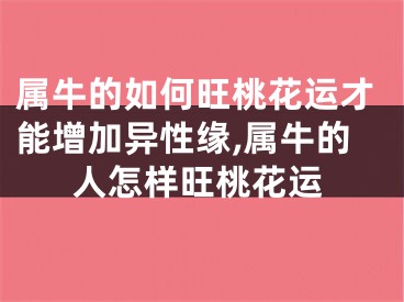 属牛的如何旺桃花运才能增加异性缘,属牛的人怎样旺桃花运