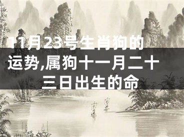 11月23号生肖狗的运势,属狗十一月二十三日出生的命