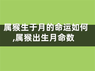 属猴生于月的命运如何,属猴出生月命数