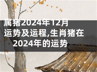 属猪2024年12月运势及运程,生肖猪在2024年的运势