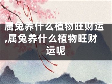 属兔养什么植物旺财运,属兔养什么植物旺财运呢