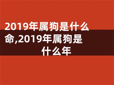 2019年属狗是什么命,2019年属狗是什么年