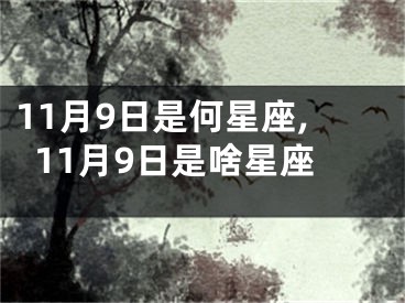 11月9日是何星座,11月9日是啥星座