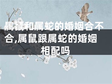 属鼠和属蛇的婚姻合不合,属鼠跟属蛇的婚姻相配吗