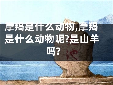 摩羯是什么动物,摩羯是什么动物呢?是山羊吗?