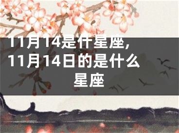 11月14是什星座,11月14日的是什么星座