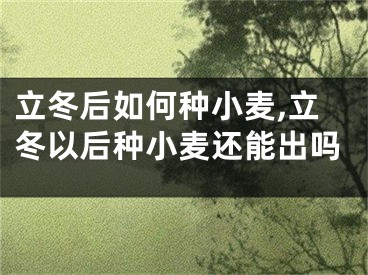 立冬后如何种小麦,立冬以后种小麦还能出吗