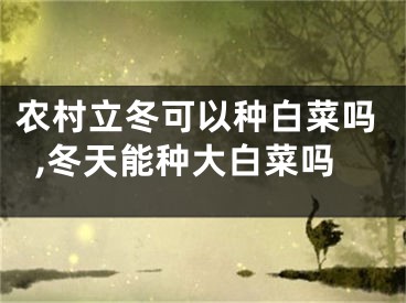 农村立冬可以种白菜吗,冬天能种大白菜吗