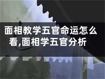 面相教学五官命运怎么看,面相学五官分析