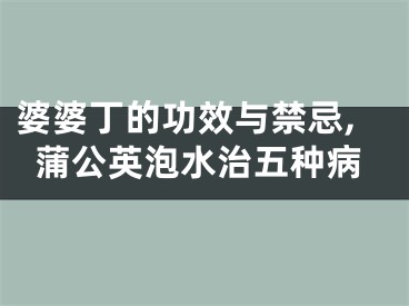 婆婆丁的功效与禁忌,蒲公英泡水治五种病