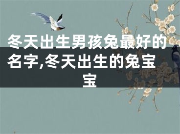 冬天出生男孩兔最好的名字,冬天出生的兔宝宝