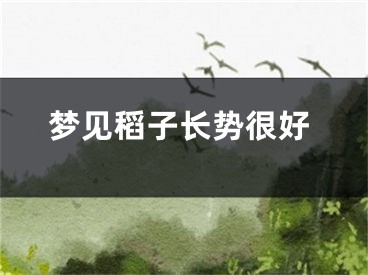 梦见稻子长势很好