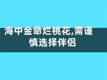 海中金命烂桃花,需谨慎选择伴侣