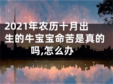 2021年农历十月出生的牛宝宝命苦是真的吗,怎么办