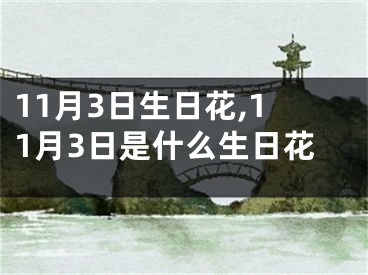 11月3日生日花,11月3日是什么生日花