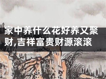 家中养什么花好养又聚财,吉祥富贵财源滚滚