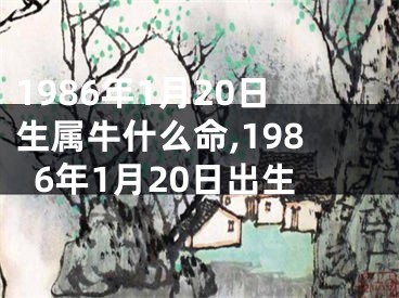 1986年1月20日生属牛什么命,1986年1月20日出生