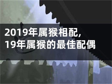 2019年属猴相配,19年属猴的最佳配偶