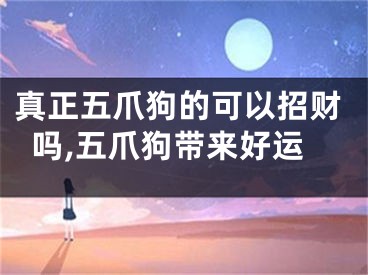 真正五爪狗的可以招财吗,五爪狗带来好运