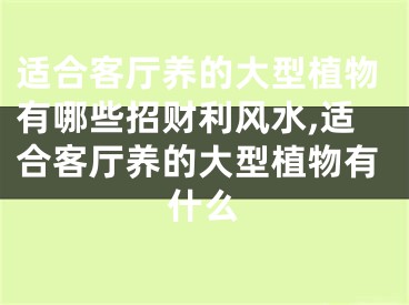 适合客厅养的大型植物有哪些招财利风水,适合客厅养的大型植物有什么